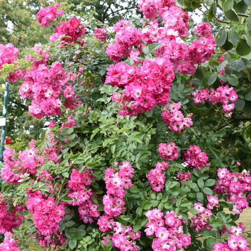 Rosen Shop - ramblerrosen - rosa - Rosa American Pillar - duftlos - Dr. Walter Van Fleet - Geeignet für Beetrose, blüht üppig, gruppenweise.